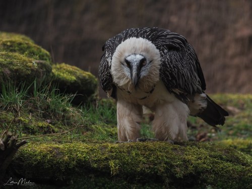 Bearded Vulture (Gypaetus barbatus) © Lothar Malm
