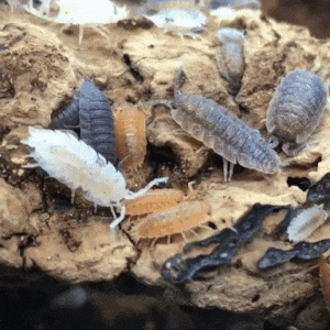/ / / / / / A Stimboard For Woodlice That Can NOT Roll Into A Little Ball For Mosswoodgrove !!