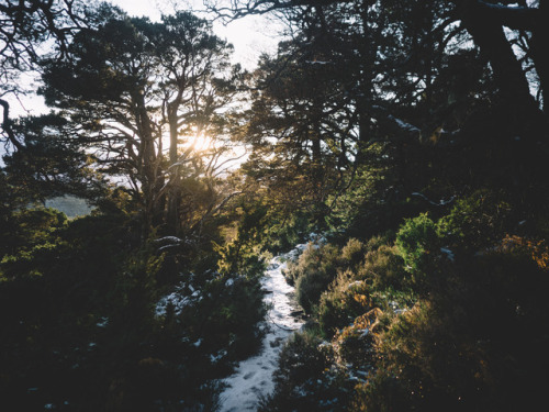 Glenmore National Forest, Cairngorms, Scotland