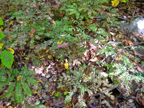 Not the greatest pictures, but just documenting that last Friday I saw wild Adiantum pedatum and wil