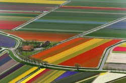 sixpenceee:Flower fields located in the Netherlands. 