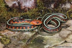 zacharge:  California Red-sided Garter Snake (Thamnophis sirtalis infernalis)- Marin County, CA 