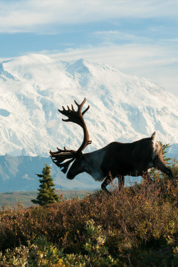  archangvl:  Denali Caribou | Heikki Put     