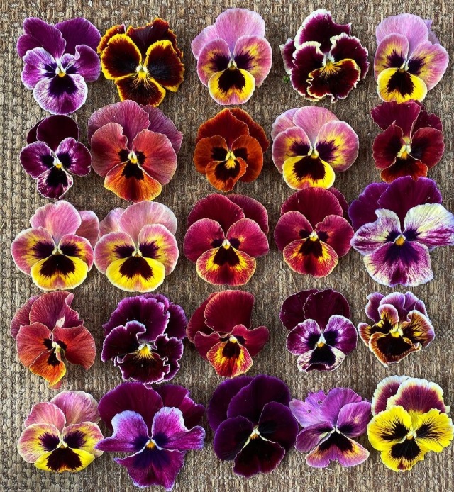 fleur-aesthetic:instagram | microflowerfarm 