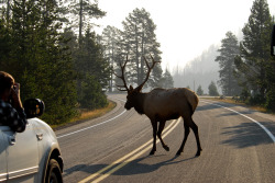 montanamoment:  Elk crossing. You can’t