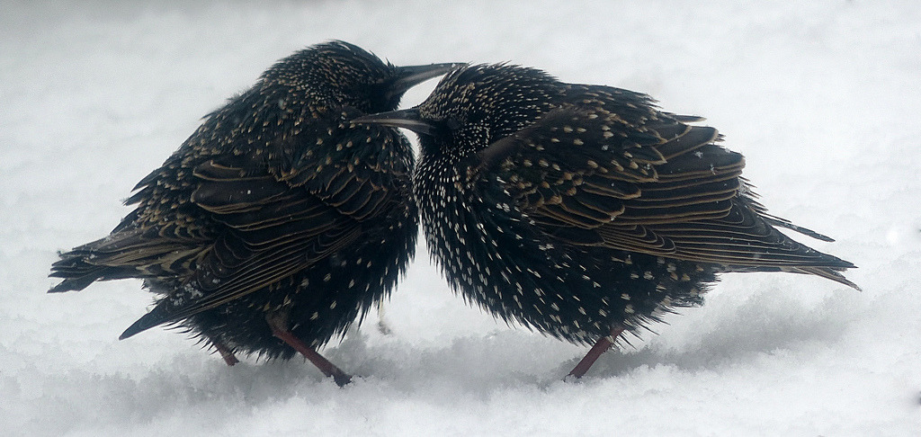 yama-bato:  Il neige encore et encore…  