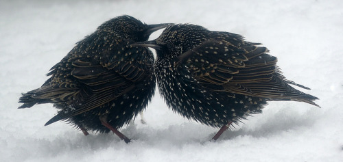 Porn photo yama-bato:  Il neige encore et encore…