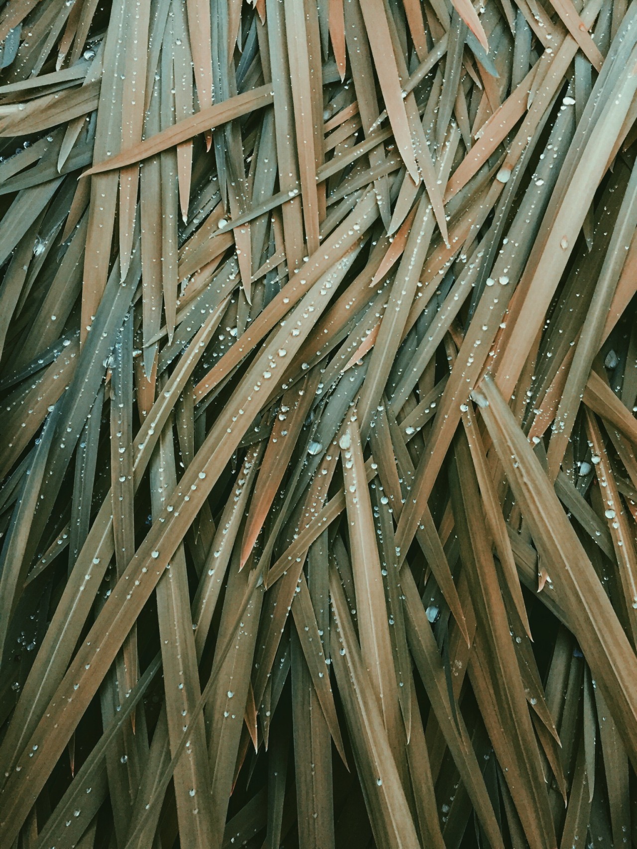 danielodowd:  http://josephgreer.vsco.co/