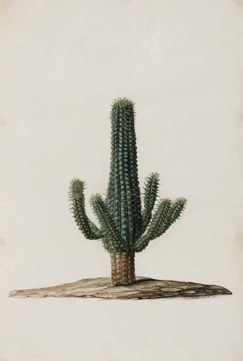 design-is-fine:  Jan Moninckx, Euphorbia from Moninckx Atlas, 1682-1709. Netherlands. Via plantgenera. The artwork was a collab of father Jan and daughter Maria. The atlas was published between 1686 and 1709 and depicted 420 plants of the Hortus Medicus