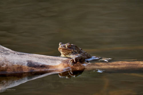 besidethepath: Toadtime