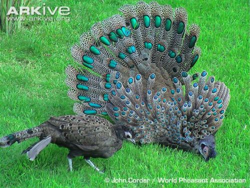 speciesofleastconcern:thetinybutimportantthings:mcsprankles:ohcorny:deermary:Grey Peacock-Pheasant (