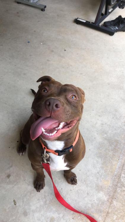 pitbullsoverload:My friend’s pibble, Zeke! I just love that hippo smile ❤️