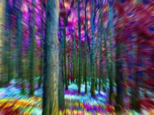 Take Magic Mushrooms and explore the forrest.. Tripping, enjoying nature from another perspective..&