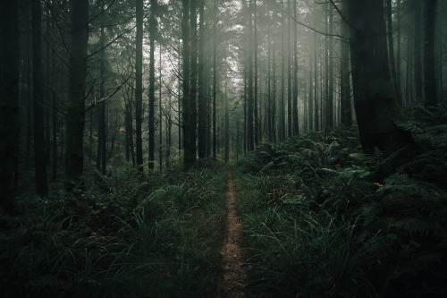 ardley:November Pines, Somerset UKPhotographed by Freddie Ardley | website | instagram