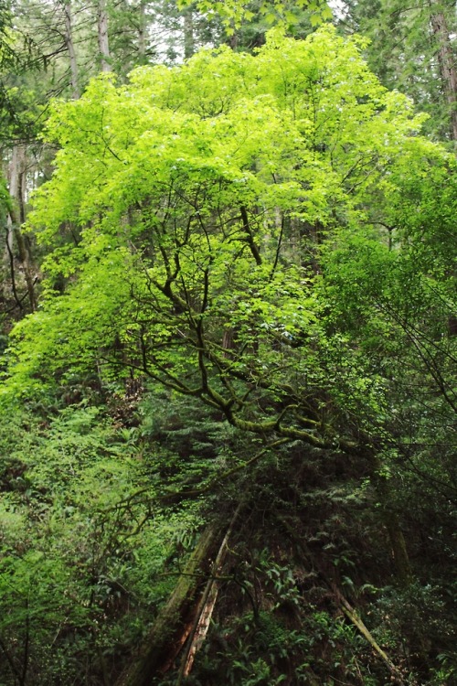 matchbox-mouse: Trees in the forest, Muir Woods.