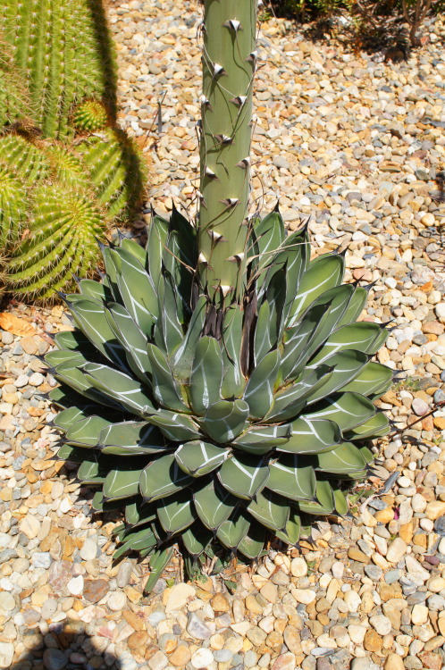 flora-file:Agave victoria-reginae (by flora-file)