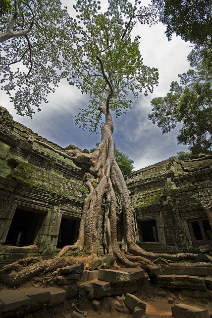 The jungle temple, Ta Prohm, Cambodia (by Discaciate).