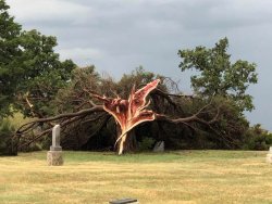 zooophagous: dovewithscales:  bunjywunjy:   mudwerks: (via Cedar Tree after a storm in Central Kansas yesterday : pics)  we are NOT. supposed to be looking at this.   The birth of an Old God   Something inside the tree just escaped 