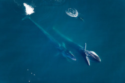 nature-madness:  Aerial Whale Photography | Florian Schulz 