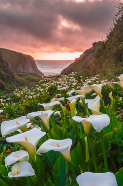 Bonitavista:  Big Sur, Californiaphoto Via Emil