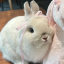 pinky--bunny