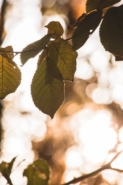 colors of autumn