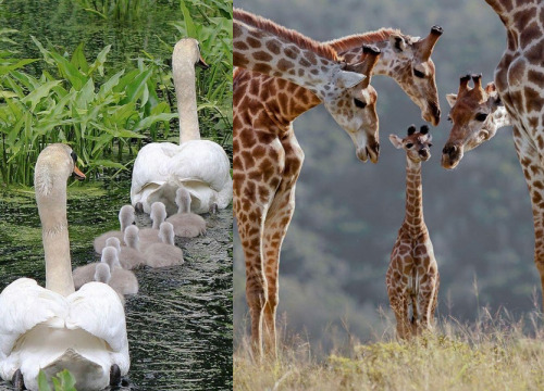 gifsboom:  Family Photos via