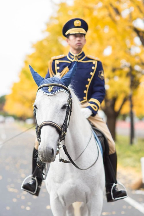 山猫‏@kyojre日曜日は期間限定で行われていた皇居乾通りの一般開放へ。皇居へ続く道では騎馬による警備が。
