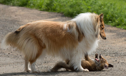nextyearsgirl: baskingsunflower: sistahmamaqueen: awesome-picz: Dog Adopts A Baby Fox After His Mom 