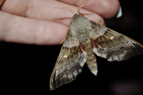 speikobrarote:Had a late night early morning visitor.Pappelschwärmer - Laothoe populi