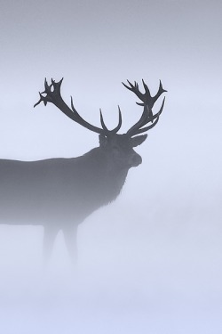Porcvpine:  Stag In Fog | Steve Mackay                          