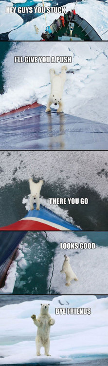 srsfunny:  Helpful Polar Bearhttp://srsfunny.tumblr.com/