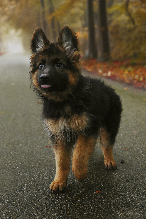 handsomedogs: Dominique van Ee | Jake the German Shepherd