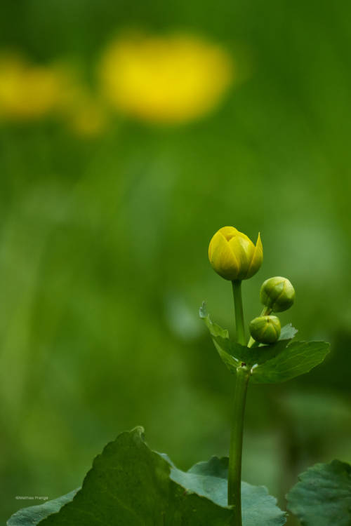 The beauty of the marsh marigold