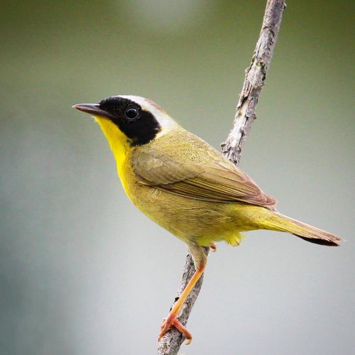 Commom Yellowthroat #commonyellowthroat #warbler #warblers #birds #birding #bird #woodshole #capecod
