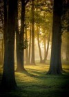 fairydrowning:Sunbeams in the forests. adult photos