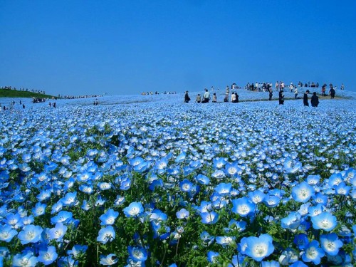 odditiesoflife:Dreams in BlueEach year these blossoming blue fields attract thousands of tourists. H