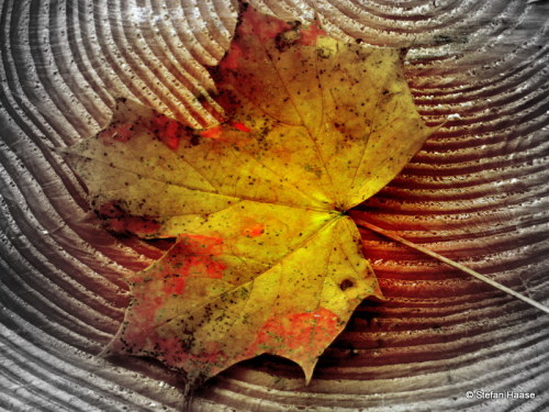 When autumn leaves to fall…Copyright ©Stefan Haase All Rights Reserved