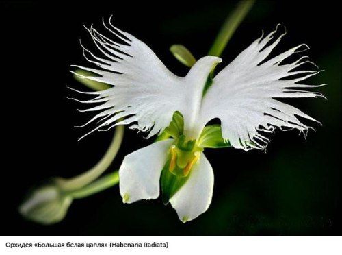 ohcoroner:  sumertabletleri:  Çiçeklerin şaşırtıcı şekilleri  flowers are bullshit 
