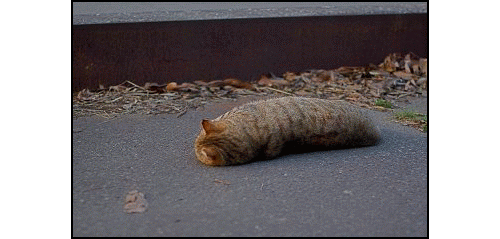 The Queen Is Not Amused But I Am Cat Gif Blog Nervous Caterpillar