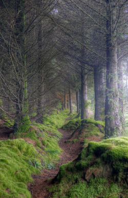 de-preciated:Tree Creeping (by almonkey)On the path to King’s Cave, Isle of Arran, Scotland. Misty and mysterious, also a great place to dodge the marauding midges… 