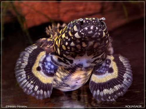 Ornate Bichir (Polypterus ornatipinnis)
Source: Hristo Hristov