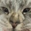 benevolentbean