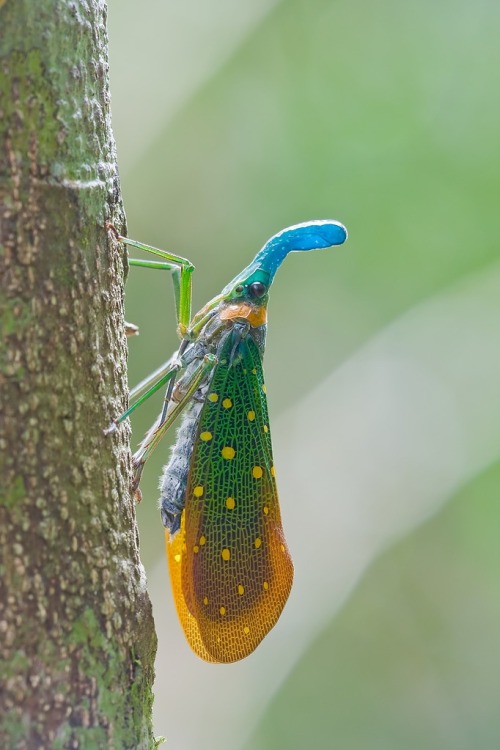 letsgowild: The Myths Behind the Lantern Bug The nose of the lantern bug (Pyrops candelabria) is act