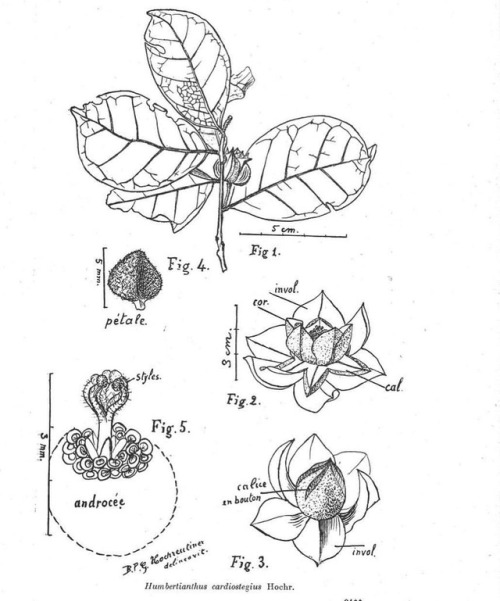 Break out your favorite coloring tools on this #BotanicMonday! Botanical #SciArt of Macrostelia laur