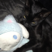 ccorvo:cats with ur best friends! 