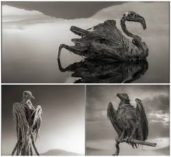 scienceyoucanlove:  Lake Natron in northern Tanzania turns animals into statues. The lake can reach a temperature of up to 50 degrees Celsius and its alkalinity levels vary between pH 9 and 10.5. Only some extremophiles, like the Alkaline tilapia, live