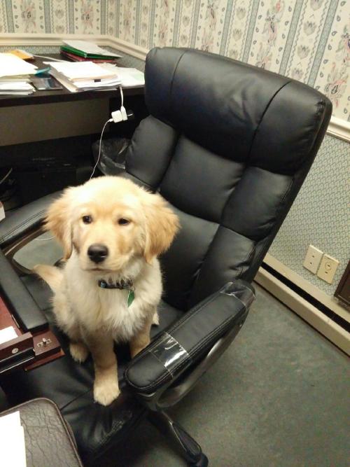 awwww-cute:  My boss sent this to me saying that I have been replaced