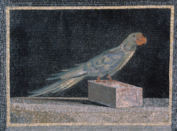 design-is-fine:  Parrot floor mosaic, 200