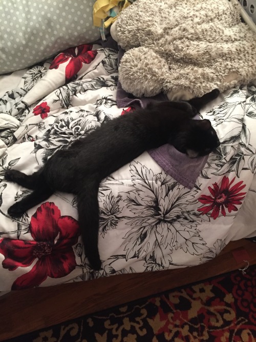 your-favorite-cat-blog:Happy black cat appreciation day!! Nux enjoys this day that’s all about